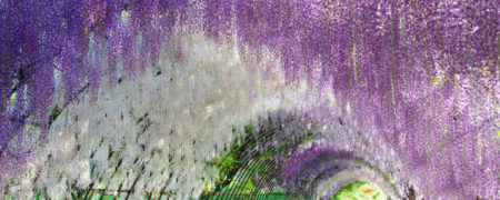 مجموعه تصاویر شگفت انگیزی که زیبایی های بهار در جشنواره ویستریای ژاپن را نشان می دهند