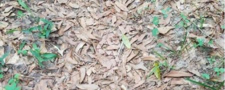 چالش: آیا می توانید مار را در میان برگ های درختان پیدا کنید؟