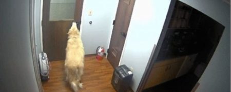 فرار جالب توجه سگ قهرمان از بیمارستان [تماشا کنید]