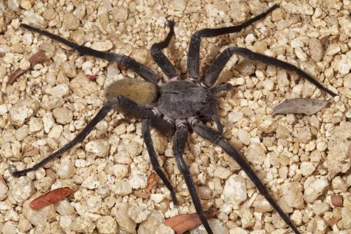 کشف نوع جدیدی از عنکبوت های غول پیکر در معدن های متروکه مکزیک