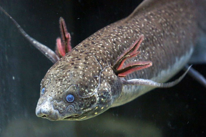 Gilled-African-lungfish-Protopterus-amphibius3-w700