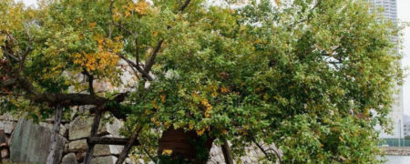 هیباکو جوموکو؛ درختانی که بمباران اتمی هیروشیما نیز آن ها را به زانو درنیاورد