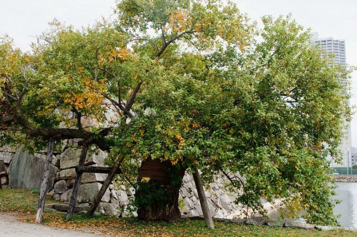 هیباکو جوموکو؛ درختانی که بمباران اتمی هیروشیما نیز آن ها را به زانو درنیاورد