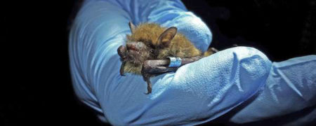 مشاهده شدن دوباره ۱۰ گونه جانوری نادر که گمان می رفت نسل آن ها منقرض شده است