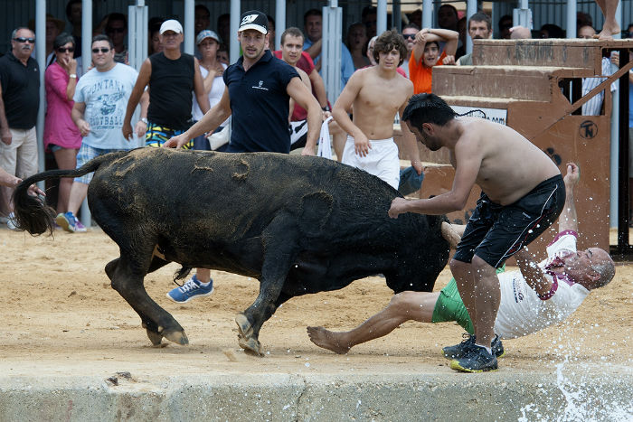 گاو نر در آب؛ فستیوال جذاب و خطرناک گاوبازی در اسپانیا