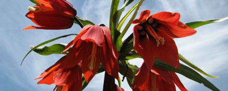 سفری به دشت های جذاب و زیبای لاله های واژگون در ایران