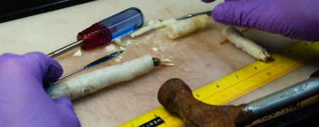 کشف کرمی نادر و غول پیکر موسوم به «کرم کشتی» که ظاهری بسیار چندش آور دارد