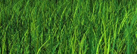 دروغ سیزده به در؛ رسمی نه چندان کهن، اما جالب و پر حاشیه