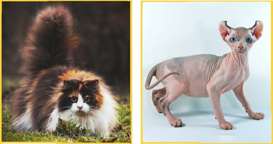 با گران قیمت ترین و عجیب ترین نژادهای گربه در جهان آشنا شوید