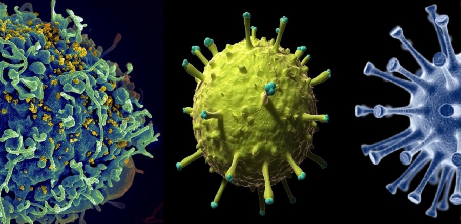 تصاویر ۱۲ ویروس کشنده که به طور فریبنده ای زیبا هستند
