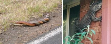 ۲۲ رفتار عجیب، منحصر به فرد و حیرت آور حیوانات که فقط در استرالیا شاهد آن ها خواهید بود