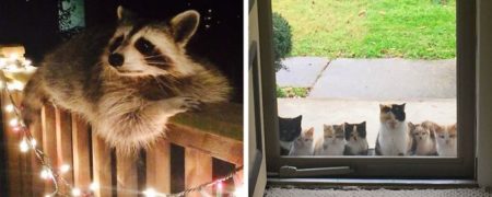 تصاویر بامزه از حیواناتی که سرزده وارد قلمرو انسان ها شده و مناظر خنده داری را خلق کرده اند