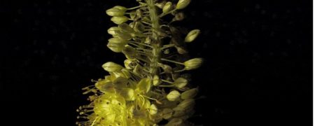 تایم لپسی زیبا از شکفتن گل ها که تهیه آن سه سال زمان برده است [تماشا کنید]