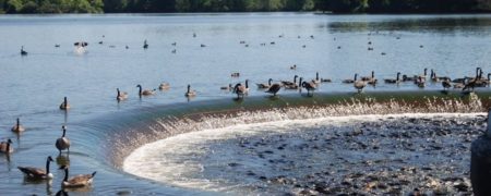 با آبریز Linesville آشنا شوید؛ جایی که اردک ها روی ماهی ها راه می روند