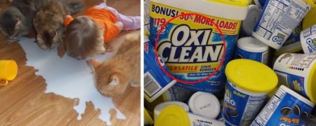 سوژه های نامربوطی که وجودشان در عکس موجب خنده دار شدن تصویر شده است