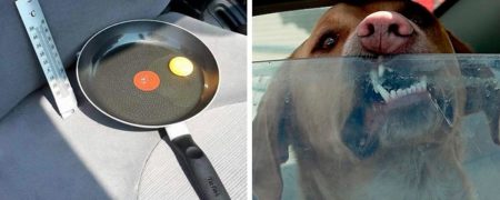 مجموعه تصاویری که نشان می دهند چرا نباید سگ ها را در ماشین در بسته رها کرد