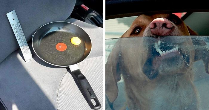 مجموعه تصاویری که نشان می دهند چرا نباید سگ ها را در ماشین در بسته رها کرد