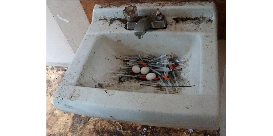 انتشار عکسی از تخم گذاری کبوتر روی سرنگ معتادین در ونکوور حاشیه ساز شد