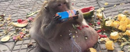 با «آقای چربی» آشنا شوید؛ بوزینه ای که هر چه مقابلش باشد را با ولع می خورد