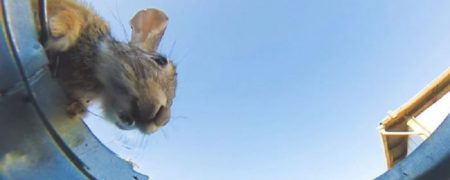 دوربین مخفی متفاوت و دیدنی از آب خوردن حیوانات مختلف [تماشا کنید]