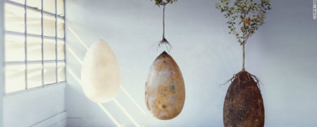 پس از مرگ، به درخت تبدیل شوید؛ «کپسول جهان» راهکاری نوین برای تبدیل اجساد انسان به درخت زنده