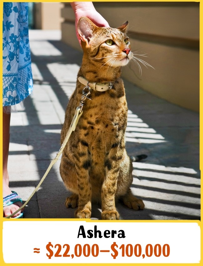 آشرا یکی از عجیب ترین گربه های خانگی در جهان محسوب می شود. این حیوان از ترکیب گربه های معمولی و گربه پلنگی آسیایی به وجود آمده است و ضد حساسیت است. بچه گربه ی نژاد آشرا بین 22 هزار تا 100 هزار دلار (81.5 تا 370 میلیون تومان) خرید و فروش می شود.