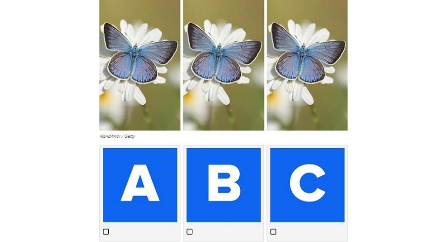 چالش: آیا تفاوت موجود در بال های پروانه های زیر را می توانید تشخیص دهید؟