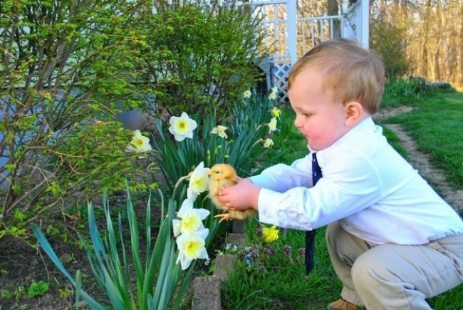 حرکت دوست داشتنی و قابل تحسین کودک برای نشان دادن خوشبویی گل به جوجه اش