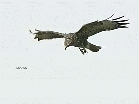 Aerial-Dexterity-of-Birds-GIF