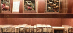 «زایلوتک»؛ کتابخانه ای حیرت انگیز با کتاب هایی از جنس چوب درختان