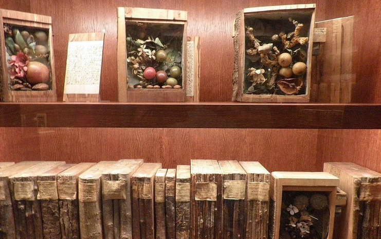 «زایلوتک»؛ کتابخانه ای حیرت انگیز با کتاب هایی از جنس چوب درختان