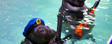 خوک های دریایی روس که برای خنثی کردن بمب، تیراندازی و برافراشتن پرچم آموزش دیده اند