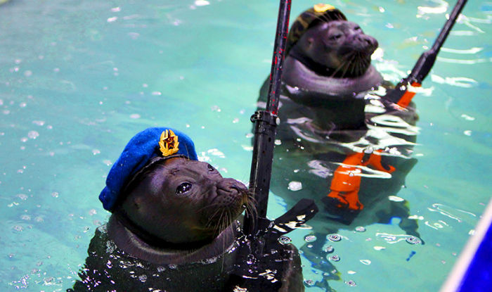 خوک های دریایی روس که برای خنثی کردن بمب، تیراندازی و برافراشتن پرچم آموزش دیده اند