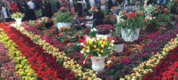 گزارش روزیاتو از نمایشگاه بین المللی گل و گیاه در بوستان گفتگو تهران