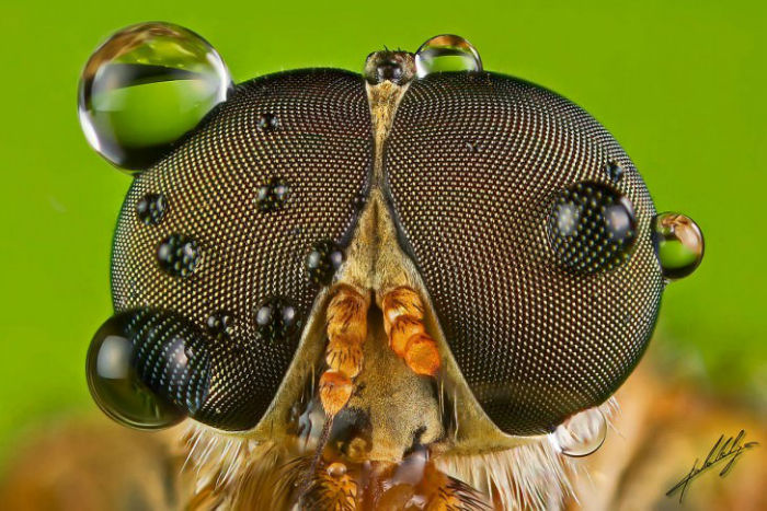 creativespotting.com-macro-photography-portraits-of-insects-by-paulo-lataes-5-728x486-w700