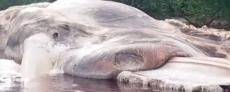 کشف جنازه یک موجود غول پیکر و عجیب دریایی که هویتش معلوم نیست [تماشا کنید]