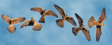 ۵ واقعه علمی جالب و کم نظیر را در قالب تصاویر متحرکی دیدنی مشاهده کنید