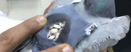 کبوتری که برای عبور دادن حدود 200 قرص روانگردان از مرز کویت دستگیر شد