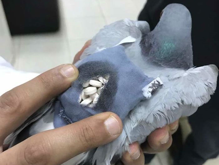 کبوتری که برای عبور دادن حدود ۲۰۰ قرص روانگردان از مرز کویت دستگیر شد