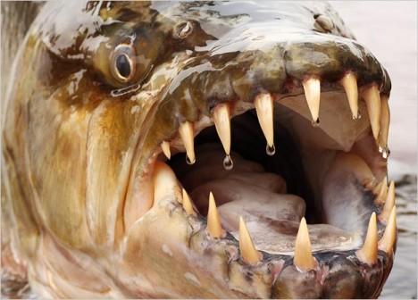 ۱۰ جانور هراس انگیز دریایی که هر یک می توانند در فیلم های ترسناک نقش آفرینی کنند