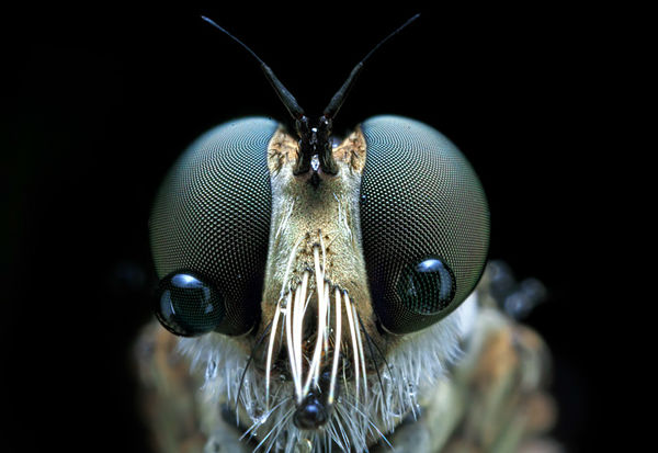 macro-photos-insects-shikhei-goh-enpundit-6-w700