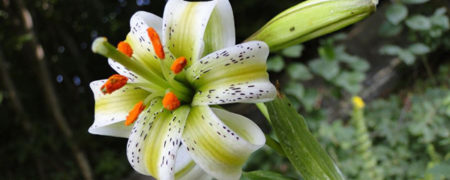 دیدار با «سوسن چلچراغ»؛ عروس جذاب گیلانی ها