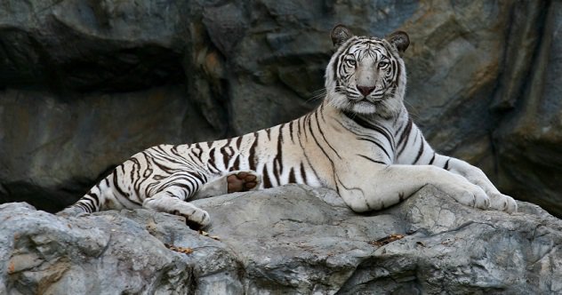 white-tiger