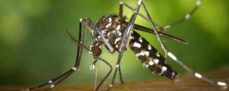 اگر تعداد زیادی پشه بدن انسان را نیش بزنند، چه باید کرد؟