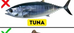 با ۹ گونه ماهی آشنا شوید که خوردن آنها می تواند برای شما دردسر ساز باشد
