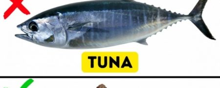 با ۹ گونه ماهی آشنا شوید که خوردن آنها می تواند برای شما دردسر ساز باشد