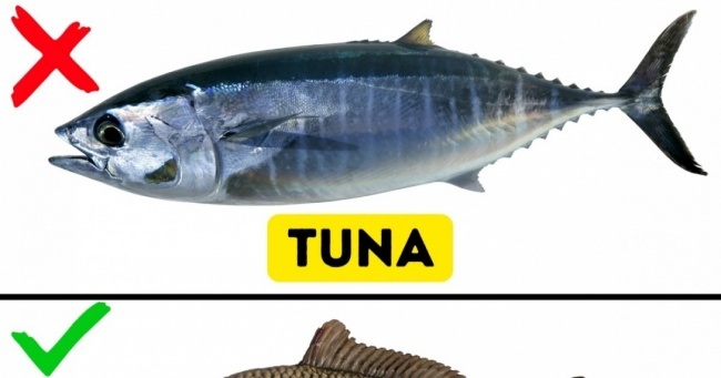 با ۹ گونه ماهی آشنا شوید که خوردن آنها می تواند برای شما دردسر ساز باشد