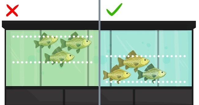 هنگامی که قصد خرید ماهی زنده از داخل مخازن مخصوص را دارید، از شفاف بودن آب اطمینان حاصل کنید. همچنین، بهتر است ماهی هایی که در ته مخزن قرار دارند را انتخاب کنید، نه آن هایی که روی سطح آب هستند. 