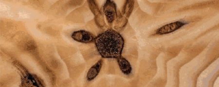 ویدئوی استاپ موشن از برش الوار که جهان فرازمینی ها را در ذهن بیننده تداعی می کند [تماشا کنید]