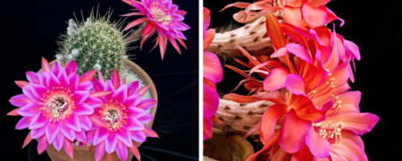 تایم لپسی شگفت انگیز از شکفتن گل های کاکتوس [تماشا کنید]